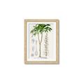 Picture of Palm Botanical _GroupedProduct_Rectangle_Portrait_Framed_Matted_