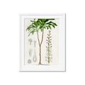 Picture of Palm Botanical _GroupedProduct_Rectangle_Portrait_Framed_Matted_