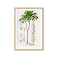 Picture of Palm Botanical _GroupedProduct_Rectangle_Portrait_Framed_Matted_