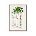Picture of Palm Botanical _GroupedProduct_Rectangle_Portrait_Framed_Matted_
