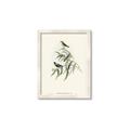 Picture of Paradlotus _GroupedProduct_Rectangle_Portrait_Framed_Matted_