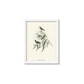Picture of Paradlotus _GroupedProduct_Rectangle_Portrait_Framed_Matted_