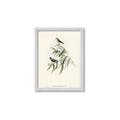 Picture of Paradlotus _GroupedProduct_Rectangle_Portrait_Framed_Matted_