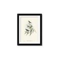 Picture of Paradlotus _GroupedProduct_Rectangle_Portrait_Framed_Matted_