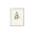 Picture of Paradlotus _GroupedProduct_Rectangle_Portrait_Framed_Matted_