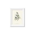Picture of Paradlotus _GroupedProduct_Rectangle_Portrait_Framed_Matted_