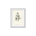 Picture of Paradlotus _GroupedProduct_Rectangle_Portrait_Framed_Matted_