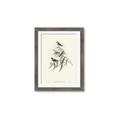 Picture of Paradlotus _GroupedProduct_Rectangle_Portrait_Framed_Matted_