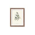 Picture of Paradlotus _GroupedProduct_Rectangle_Portrait_Framed_Matted_