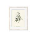 Picture of Paradlotus _GroupedProduct_Rectangle_Portrait_Framed_Matted_
