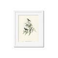 Picture of Paradlotus _GroupedProduct_Rectangle_Portrait_Framed_Matted_