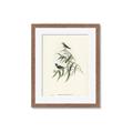 Picture of Paradlotus _GroupedProduct_Rectangle_Portrait_Framed_Matted_