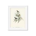 Picture of Paradlotus _GroupedProduct_Rectangle_Portrait_Framed_Matted_
