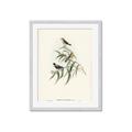 Picture of Paradlotus _GroupedProduct_Rectangle_Portrait_Framed_Matted_