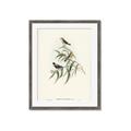 Picture of Paradlotus _GroupedProduct_Rectangle_Portrait_Framed_Matted_