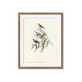 Picture of Paradlotus _GroupedProduct_Rectangle_Portrait_Framed_Matted_