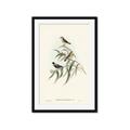 Picture of Paradlotus _GroupedProduct_Rectangle_Portrait_Framed_Matted_