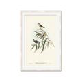 Picture of Paradlotus _GroupedProduct_Rectangle_Portrait_Framed_Matted_