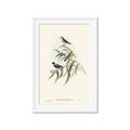 Picture of Paradlotus _GroupedProduct_Rectangle_Portrait_Framed_Matted_
