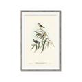 Picture of Paradlotus _GroupedProduct_Rectangle_Portrait_Framed_Matted_