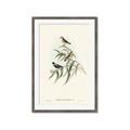 Picture of Paradlotus _GroupedProduct_Rectangle_Portrait_Framed_Matted_