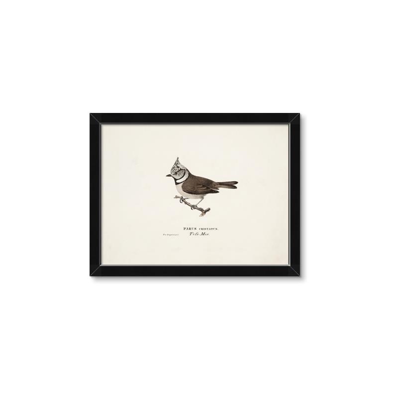 Picture of Parus _GroupedProduct_Rectangle_Landscape_Framed_Matted_