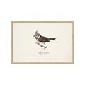 Picture of Parus _GroupedProduct_Rectangle_Landscape_Framed_Matted_