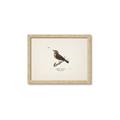 Picture of Wood Lark Bird _GroupedProduct_Rectangle_Landscape_Framed_Matted_