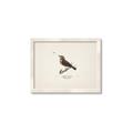 Picture of Wood Lark Bird _GroupedProduct_Rectangle_Landscape_Framed_Matted_