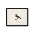 Picture of Wood Lark Bird _GroupedProduct_Rectangle_Landscape_Framed_Matted_