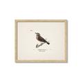 Picture of Wood Lark Bird _GroupedProduct_Rectangle_Landscape_Framed_Matted_