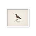 Picture of Wood Lark Bird _GroupedProduct_Rectangle_Landscape_Framed_Matted_
