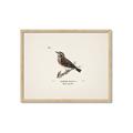 Picture of Wood Lark Bird _GroupedProduct_Rectangle_Landscape_Framed_Matted_