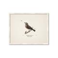 Picture of Wood Lark Bird _GroupedProduct_Rectangle_Landscape_Framed_Matted_