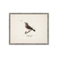 Picture of Wood Lark Bird _GroupedProduct_Rectangle_Landscape_Framed_Matted_