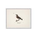 Picture of Wood Lark Bird _GroupedProduct_Rectangle_Landscape_Framed_Matted_