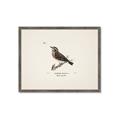 Picture of Wood Lark Bird _GroupedProduct_Rectangle_Landscape_Framed_Matted_