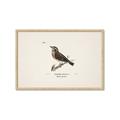 Picture of Wood Lark Bird _GroupedProduct_Rectangle_Landscape_Framed_Matted_