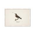 Picture of Wood Lark Bird _GroupedProduct_Rectangle_Landscape_Framed_Matted_