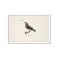 Picture of Wood Lark Bird _GroupedProduct_Rectangle_Landscape_Framed_Matted_