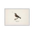 Picture of Wood Lark Bird _GroupedProduct_Rectangle_Landscape_Framed_Matted_