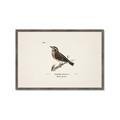 Picture of Wood Lark Bird _GroupedProduct_Rectangle_Landscape_Framed_Matted_