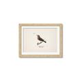 Picture of Wood Lark Bird _GroupedProduct_Rectangle_Landscape_Framed_Matted_