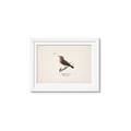 Picture of Wood Lark Bird _GroupedProduct_Rectangle_Landscape_Framed_Matted_
