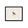 Picture of Wood Lark Bird _GroupedProduct_Rectangle_Landscape_Framed_Matted_