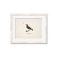 Picture of Wood Lark Bird _GroupedProduct_Rectangle_Landscape_Framed_Matted_