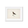 Picture of Wood Lark Bird _GroupedProduct_Rectangle_Landscape_Framed_Matted_