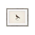 Picture of Wood Lark Bird _GroupedProduct_Rectangle_Landscape_Framed_Matted_