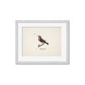 Picture of Wood Lark Bird _GroupedProduct_Rectangle_Landscape_Framed_Matted_