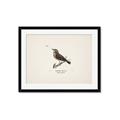 Picture of Wood Lark Bird _GroupedProduct_Rectangle_Landscape_Framed_Matted_